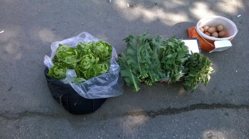Skupa zelena salata, Foto: Južna Srbija Info