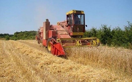 Топлица: Овогодишњи приноси пшенице од три и по до четири тоне по хектару
