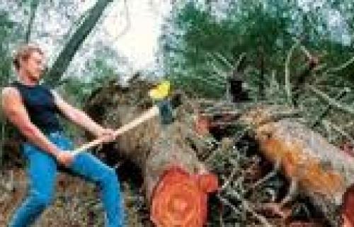 Vatrogasci spasili drvoseču zaglavljenog ispod stabla