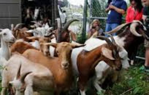 UŽASNO: Mercedesom pregazio 10 koza