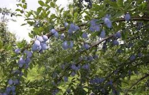 Блаце: Општина шљиве и младих