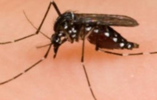 Komarci u Nišu zaraženi virusom Zapadnog Nila