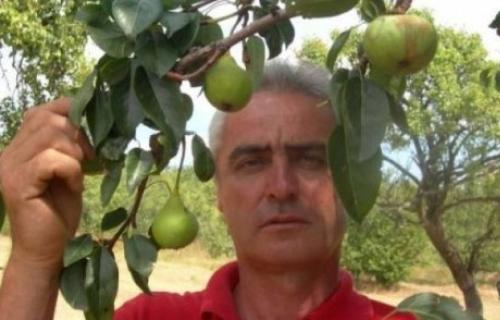 Bizarno: Jabuka rodila na stablu kruške