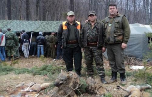 Хајка на вука и певачицу