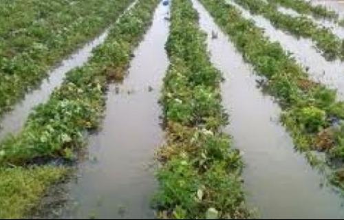 Кукуруз под водом