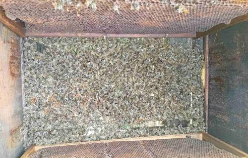 Više od 30 pčelinjih društava i nekoliko hiljada pčela uginulo je na poljoprivrednom gazdinstvu u niškom selu Mezgraja, a nadležne službe još utvrđuju šta je dovelo do masovnog pomora. Pomor pčela u Mezgraji: Sumnja na trovanje, analize treba da utvrde uzrok