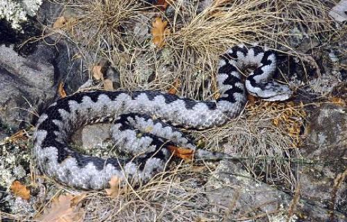 Niš: Preminula jedna osoba od zmijskog ujeda