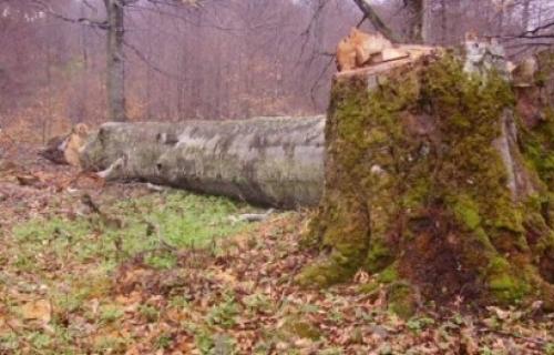Grupa Albanaca pucala na Srbina