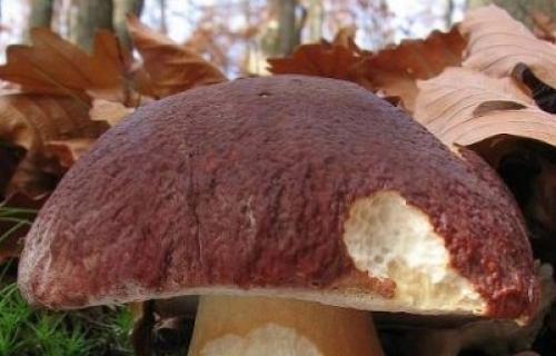Raste otkupna cena pečuraka