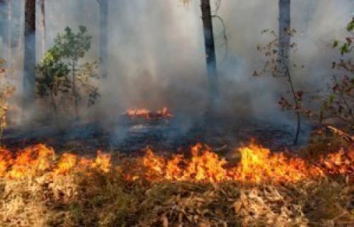 Велики пожар код Прокупља гаси и војска