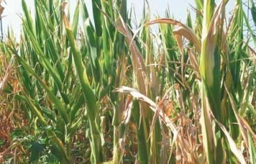 Srbija će imati dovoljno hrane i pored suše