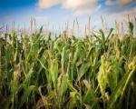 Suša prepolovila rod kukuruza