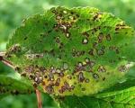 Suzbijanje biljnih bolesti – šupljikavost lista voćaka