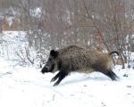 Успешна сезона лова на дивље свиње у Топлици