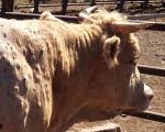 Virus "kvrgava koža" kod goveda, ne prenosi se na ljude