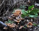 Uspešno održan jesenji "lov na gljive" u Vlasotincu