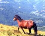 Legenda o planini: Besna kobila i lepa devojka Feja
