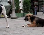 Још увек без азила за псе у Нишу
