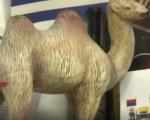 Хоће ли камиле постати нови симболи Лебана?