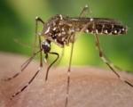 Ниш: Запрашивање против комараца са земље и из ваздуха
