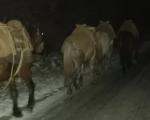 Успешна шесточасовна акција спасавања коња у пределу планине Бистрица