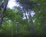 Jedinstvena šuma krimskog bora na padinama Crnooka, u opštini Bosilegrad