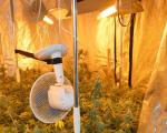 Лесковац: Пронађена импровизована лабораторија за узгој марихуане