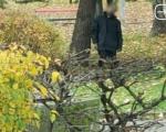 Uznemiravajuće fotografije: Potvrđen identitet muškarca koji se obesio u gradskom parku u Vranju