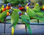 Збринути младунци папагаја након покушаја кријумчараења на Градини