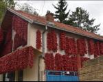 Цело село црвено - Дани паприке у Доњој Локошници код Лесковца