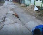 Dečak koji je zlostavljao psa u Žitkovcu kraj Aleksinca, ukrao čak i "jugo" Centru za socijalni rad