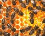 Заштита пчела