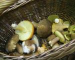Шуме пуне берача: Почела берба печурака