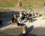 Отворен азил за псе у Пироту