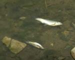 Помор рибе у Габровачкој реци (ВИДЕО)