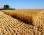 Министар Недимовић о пшеници: Биће око милион тона за извоз