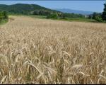 Почиње жетва пшенице у Топлици - услуга комбајна око 12 хиљада по хектару