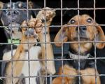 "Udomi, ne kupuj" - Prihvatilište za pse otvorilo vrata ljubiteljima životinja