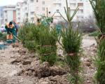 Umesto zgrada, zimzelene sadnice i novi park - zadovoljni građani Gornjomatejevačke ulice izražavaju zahvalnost