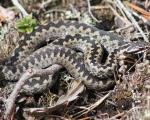 У селу код Бујановца пронађено 16 змија отровница