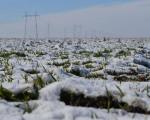 Ниске температуре не утичу на усеве у Нишавском округу