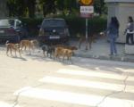 Psi u Kuršumliji ujeli 22 građanina
