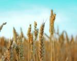 Пшенице ће бити и за извоз