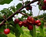 Слабији род трешње због кише у Топлици