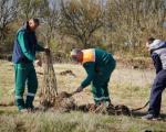 Нове саднице на Морави код Трупала - засађено 100 стабала храста лужњака