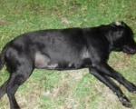 Сурово злостављање паса у околини Алексинца, полиција ради на расветљавању