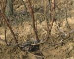 Počeli radovi u vinogradima u Pčinjskom okrugu
