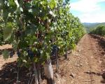 Kvalitet grožđa u "Topličkim vinogradima" na prvom mestu