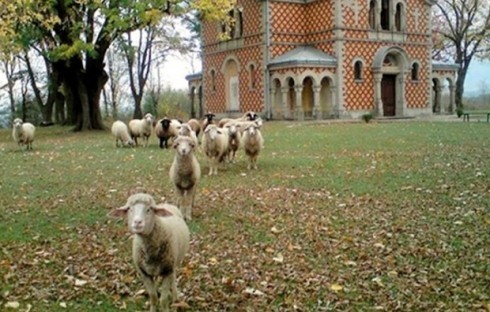 Овце пасу у порти храма (Фото)