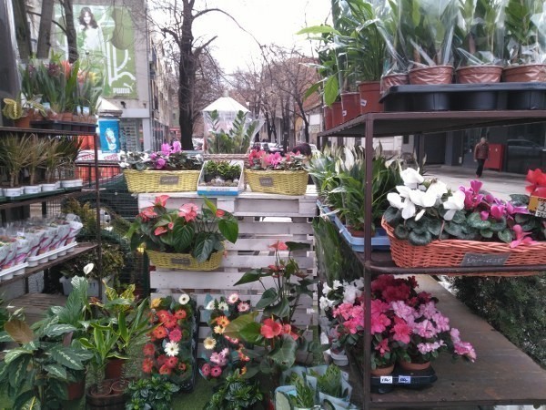 Počele sa radom još dve gradske cvećare u Nišu